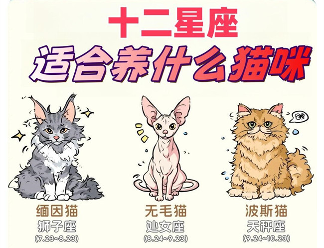 12星座適合養(yǎng)什么貓咪？